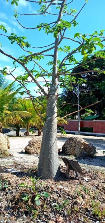 Baobá João Gordo, após 7 anos de crescimento. Foto: Plantar Paquetá. (2)