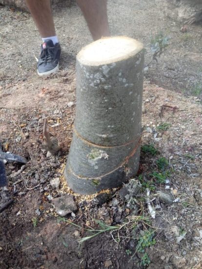 Baobá João Gordo vandalizado. Foto: Plantar Paquetá. (3)