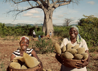 Colheita de frutos do baobá na África. (7)