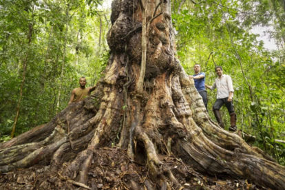 Pau-Brasil com mais de 600 anos descoberto na Bahia. Foto: Cássio Vasconcelos. (4)