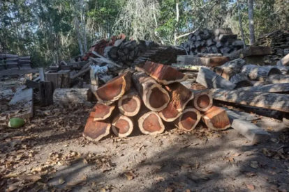 Toras de Pau-Brasil ilegalmente derrubadas. Foto: Polícia Federal. (6)