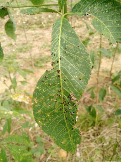 Planta acometida pelo fungo Microcyclus ulei, também conhecido como ‘‘Mal das Folhas’’. Foto: Ana Tibúrcia. (11)