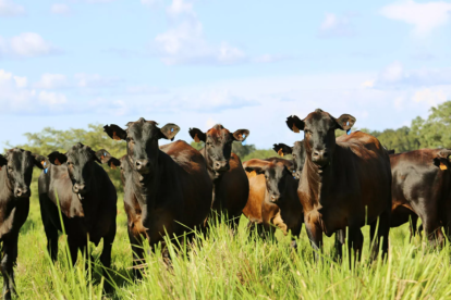 Foto: Divulgação/Fazenda Nova Piratininga. (3)