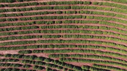 Vista aérea de uma lavoura de café em terras roxas na cidade de Mandaguari-PR - Foto: André Praxedes
