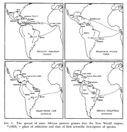 Alastramento do capins africanos na América Extraída do ensaio Spread of African pasture grasses to the American. PARSONS, James J.. (1)