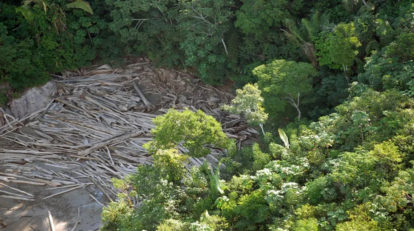 Extração ilegal de ipê na Amazônia. Foto: Agência Brasil/EBC/Arquivo. (1)