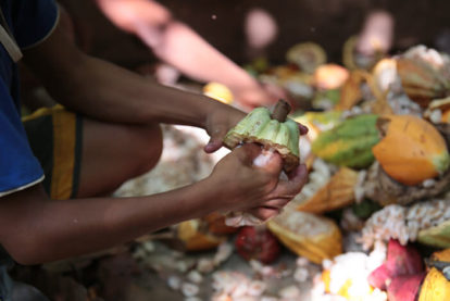 8 mil crianças trabalham em plantações de cacau no Brasil. (3)