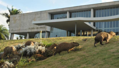 Capivaras nos Jardins de Burle Marx na Lagoa da Pampulha, Belo Horizonte.. Autor: Marcos Michelin/EM/d.a pRESS