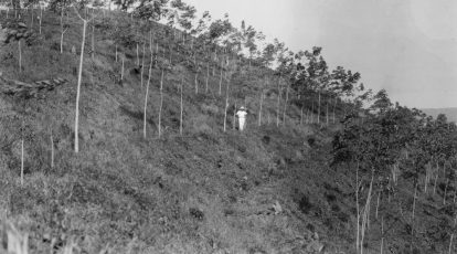 Plantação de seringueira em Fordlândia, cidade fundada por Henry Ford em 1927, no Pará, com um único propósito: a extração de borracha. Fonte: The Collections of Henry Ford. (1)