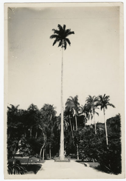 Palma Mater, no Jardim Botânico do Rio de Janeiro, 1942. Foto: João dos Santos Barbosa